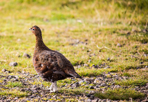 The Famous Grouse - Large Art Prints by Danny Moore