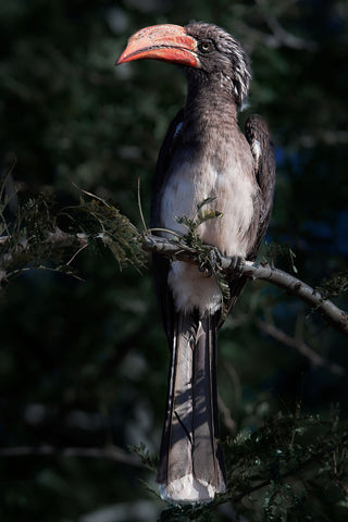 Crowned Hornbill by Miwwim