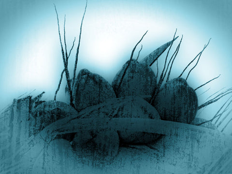Blue Coconuts - Large Art Prints by Olaf Klein