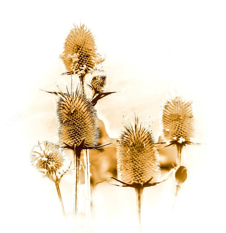 Spike Flowers - Posters by Milan Turek