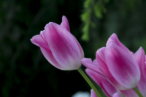 Pink Tulips - Framed Prints by Lizardofthewisard