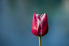 Tulip On Blue - Art Prints