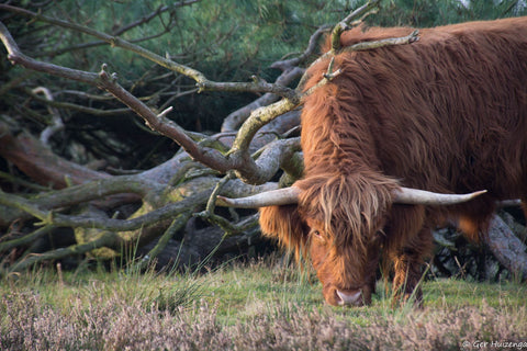 Scot Highlander - Large Art Prints