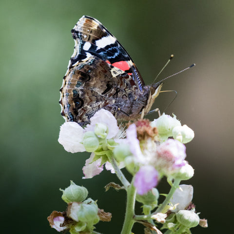 Red Admiral On Flower - Canvas Prints by Peter Garner