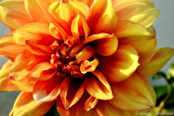 Flower by Gausul Azam | Buy Posters, Frames, Canvas & Digital Art ...