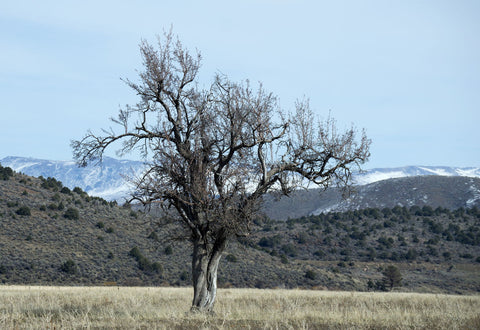 Tree - Large Art Prints by Neal Lacroix