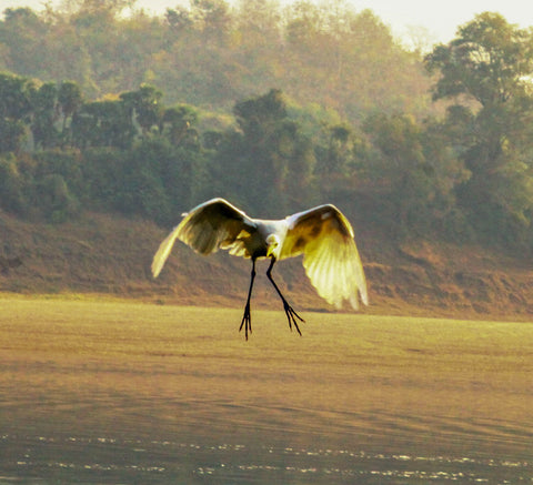 Egret - Canvas Prints