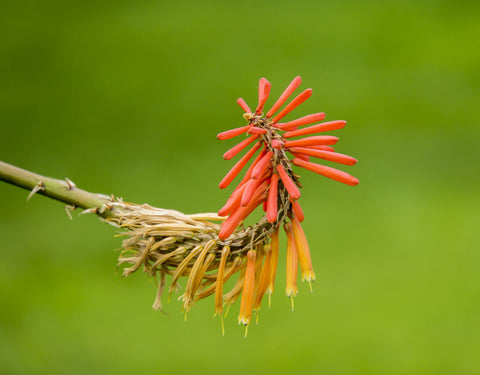 Orange Flower - Art Prints by Lizardofthewisard