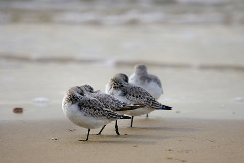 Sanderling by Watze D. De Haan