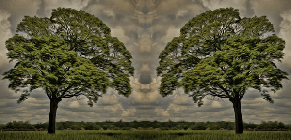Twin Tree - Framed Prints