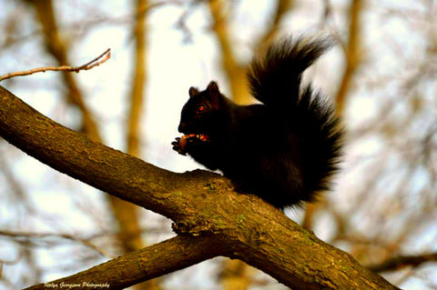 Cute Little Squirrel - Framed Prints
