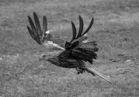 Red Kite by Danny Moore