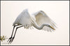 Great Egret - Large Art Prints