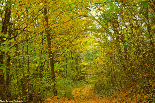 Autumn Forest - Life Size Posters