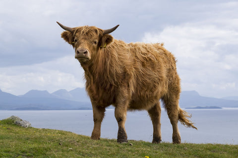 Highland Bull - Canvas Prints by Martin Beecroft Photography