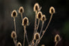 Winter Teasels - Posters