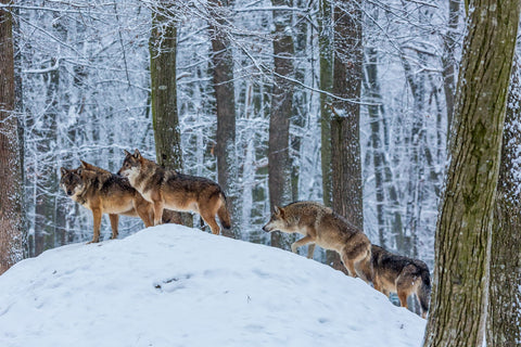 The Patrol by Zsigmond Bathori