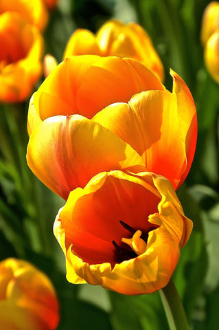 Yellow Tulip - Posters by Floriske Gerritsma