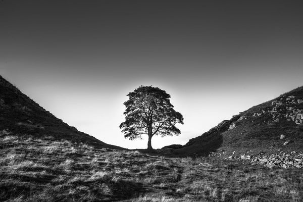 Sycamore Gap - Life Size Posters