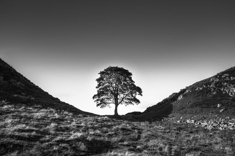 Sycamore Gap - Life Size Posters