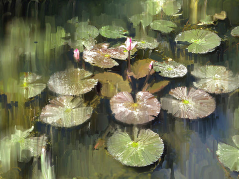 Lily Pond - Canvas Prints by Ushas Fine Art Creations