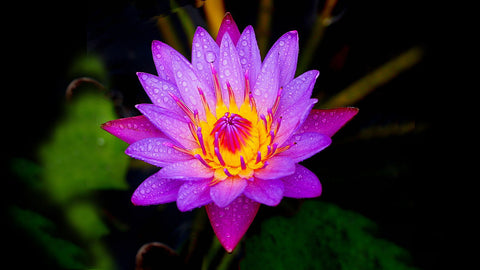 Purple Water Lily - Large Art Prints by Tallenge