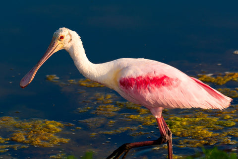 Quit Looking At Me by Ric Aldrich