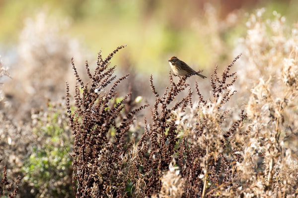 Reed Bunting - Life Size Posters