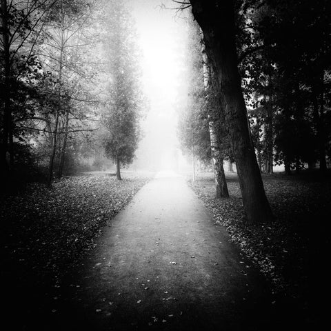Forest Road by Ivan Spirko
