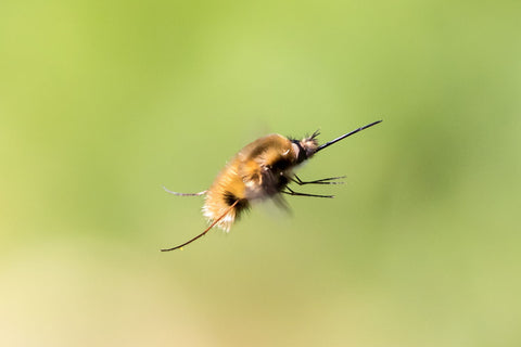 Bee Fly - Canvas Prints by Peter Garner