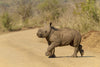 Rhino Calf In The Road - Canvas Prints