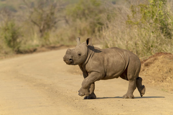 Rhino Calf In The Road - Posters