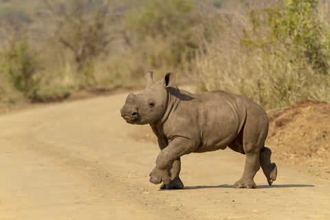 Rhino Calf In The Road - Posters by RN Nobby Clarke
