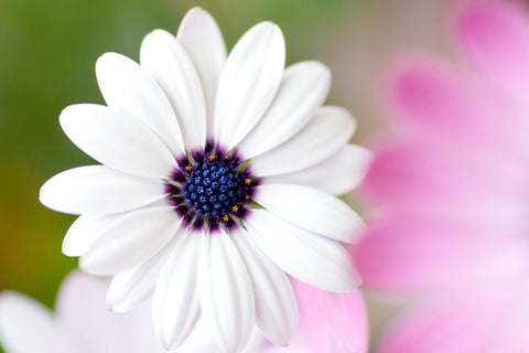 Pure Beauty - Art Prints