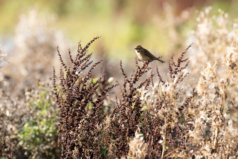 Reed Bunting by Peter Garner