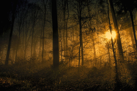 Forest Light - Canvas Prints