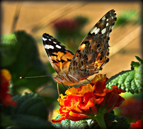 The Butterfly - Framed Prints by Earl Mallia