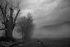 Misty Forest - Life Size Posters