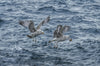 Marmara Seagulls - Art Prints