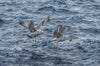 Marmara Seagulls - Canvas Prints