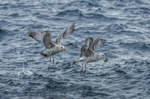 Marmara Seagulls - Life Size Posters