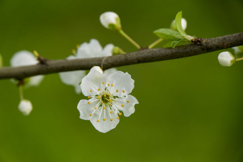 Blossom - Art Prints by Lizardofthewisard