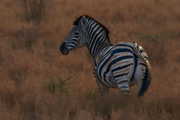 Zebra - Framed Prints