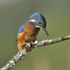Kingfisher - Canvas Prints