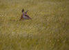 Lost In The Grass - Canvas Prints