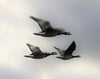 Birds Flies - Canvas Prints