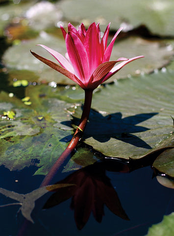 Mirrors Of Lotus by Clikmemoires