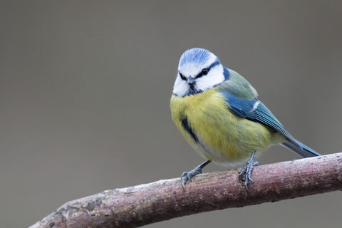 Blue Tit by Peter Garner