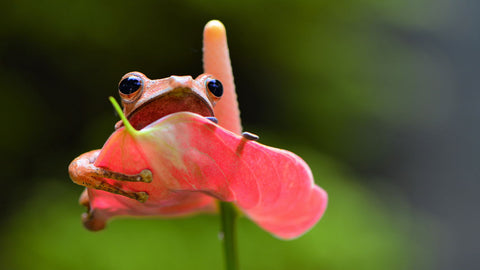 On Top Of Flower by Tallenge