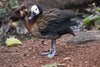 White Faced Whistling Duck - Art Prints